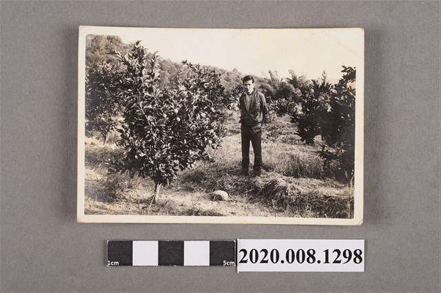 男子於果園獨照 (共2張)