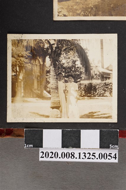 2名女子於樹旁合照 (共2張)