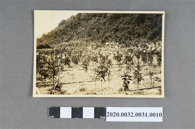 有水坑風景照 (共3張)