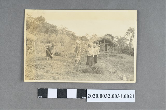 原住民婦女耕作照 (共3張)