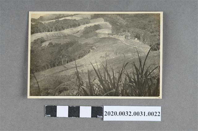 梯田風景照 (共3張)