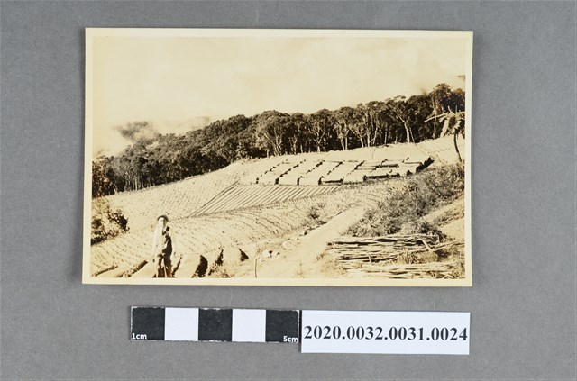 梯田風景照 (共3張)