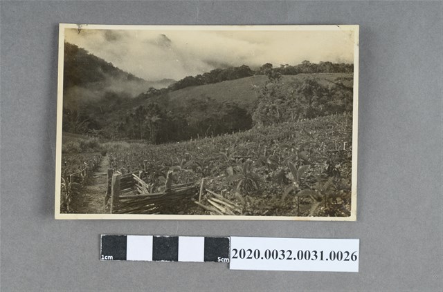 梯田作物與雲海風景照 (共3張)