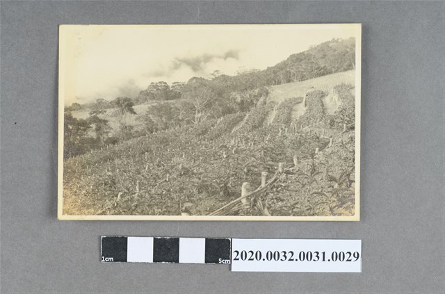 梯田苗圃風景照 (共3張)