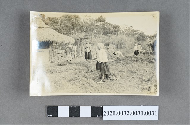 原住民婦女耕作照 (共3張)