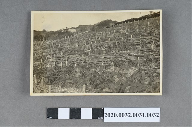 梯田作物風景照 (共3張)