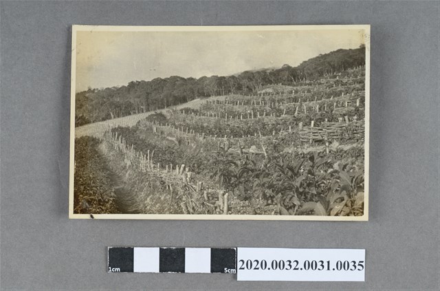 梯田作物風景照 (共3張)