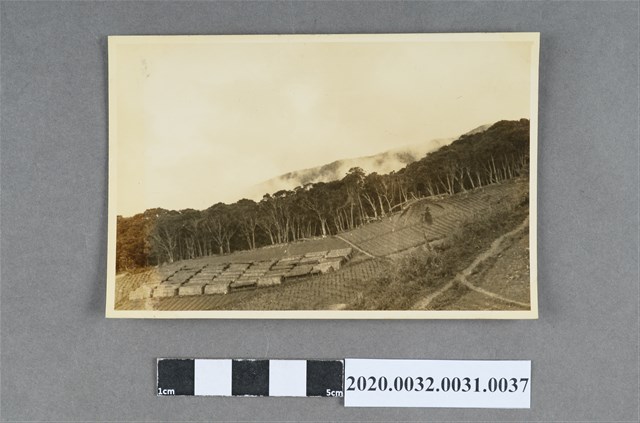 梯田風景照 (共3張)