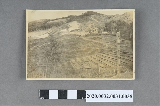 武田規那園梯田風景照 (共3張)