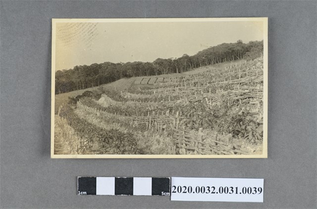 梯田作物風景照 (共3張)