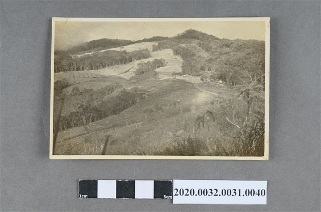 梯田風景照 (共3張)