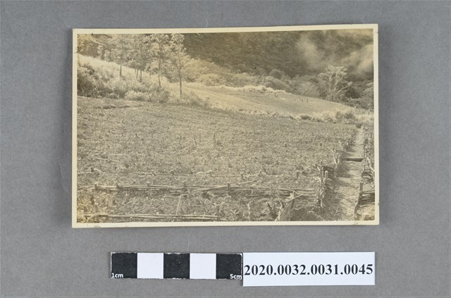 梯田作物風景照 (共3張)