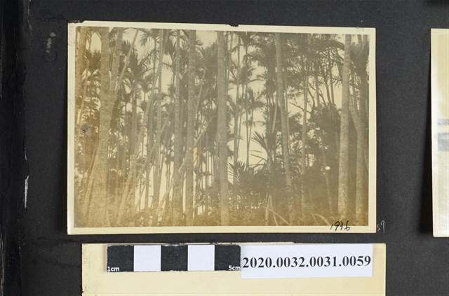 樹林風景照 (共2張)