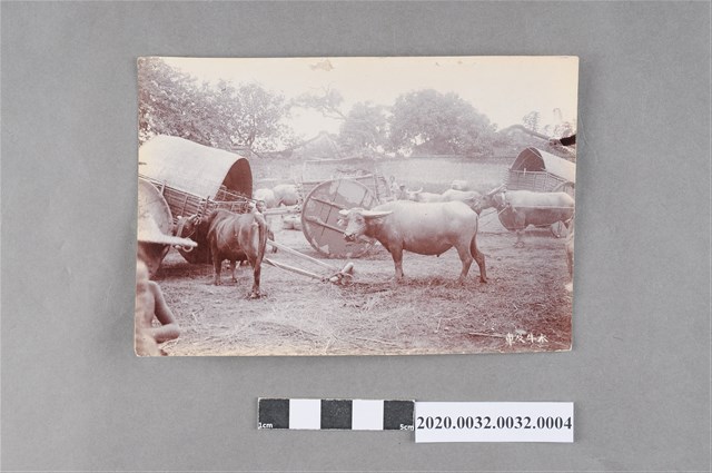水牛及車 (共5張)