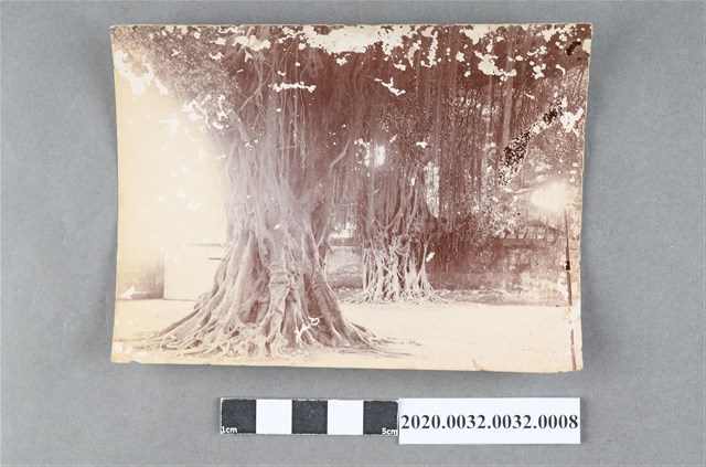 台南守備騎兵隊內台灣榕樹 (共5張)