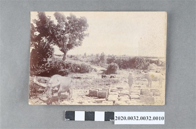 鹽水港廳管內新營庄新高山遠望 (共5張)