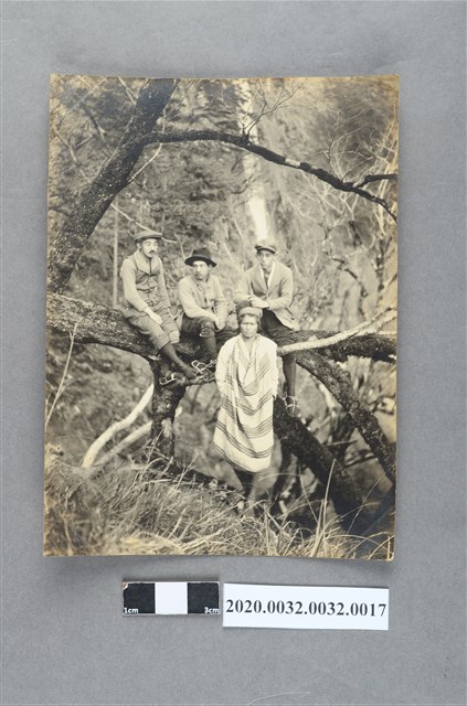 四名男子樹上合影 (共4張)