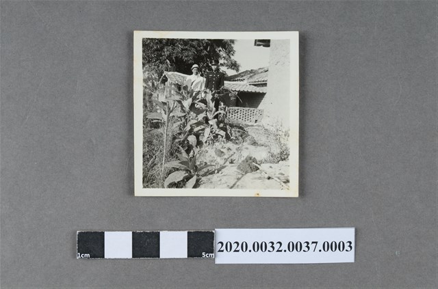 黃木標私種菸草案現場照片 (共3張)