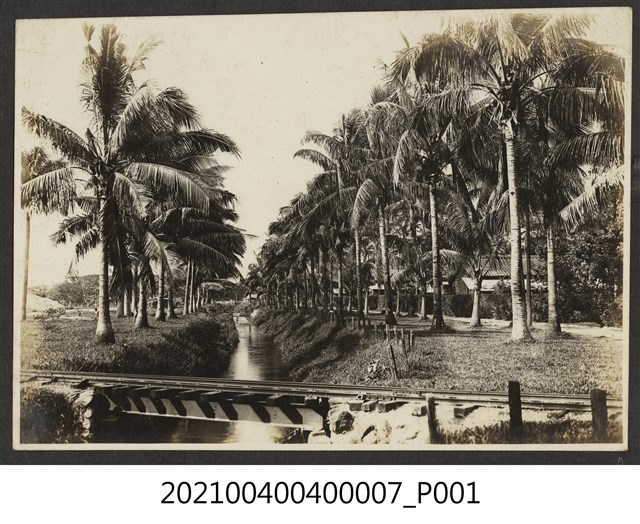椰子樹林 (共1張)