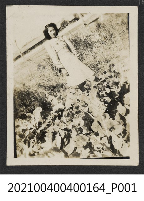 洋裝女子攝於菜園 (共1張)