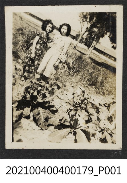 二女攝於菜園 (共1張)