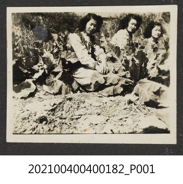 三女攝於菜園 (共1張)