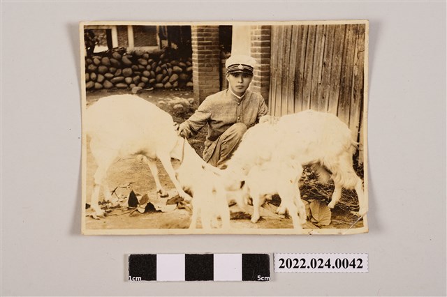 人與羊之合照黑白照片 (共2張)