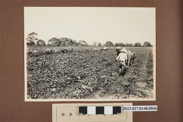 鋤入綠肥（虎爪豆） (共1張)