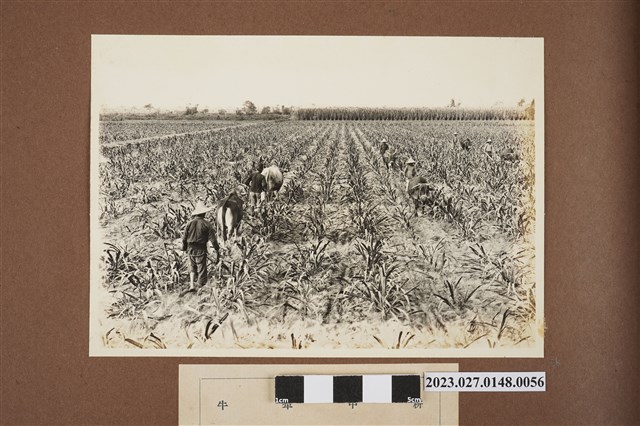 牛犁中耕 (共1張)