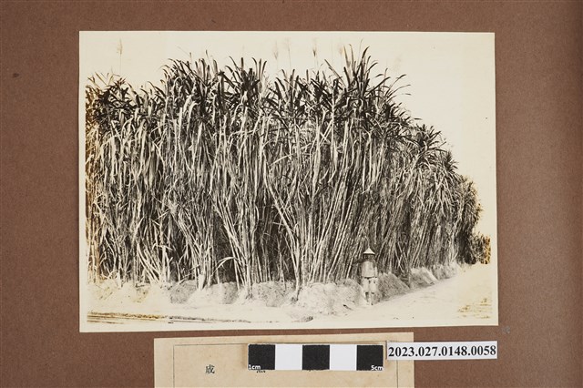 成熟甘蔗 (共1張)