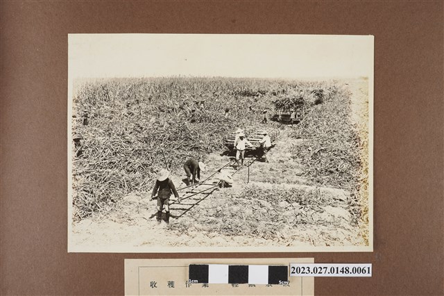 收穫作業鋪設臺車軌道 (共1張)