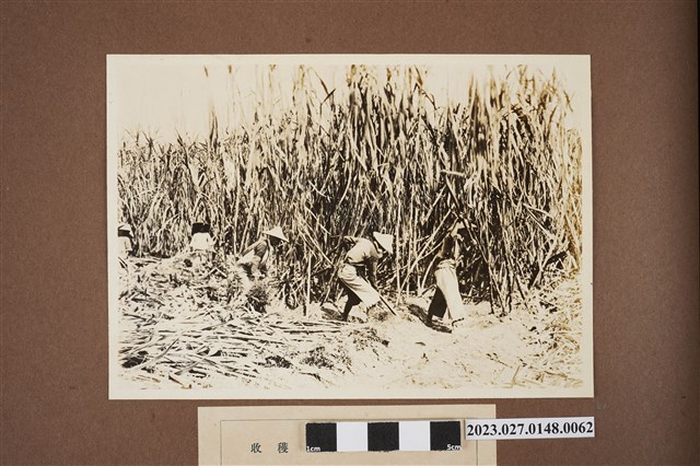 收穫作業堀取 (共1張)