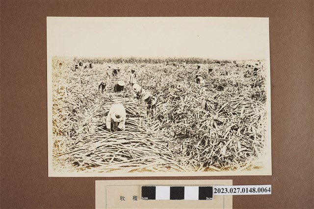 收穫作業結束 (共1張)