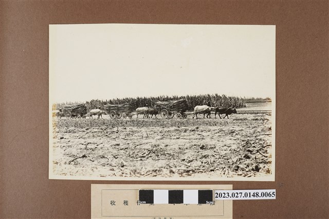 收穫作業牛車運搬 (共1張)