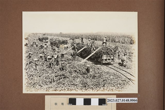 收穫作業搬運至甘蔗集貨車集運 (共1張)