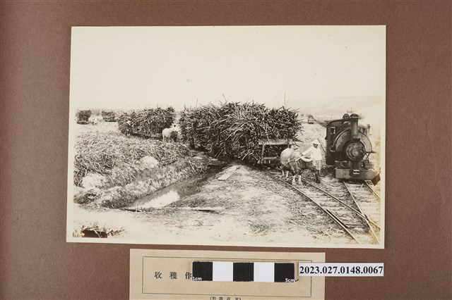 將甘蔗運出蔗田 (共1張)