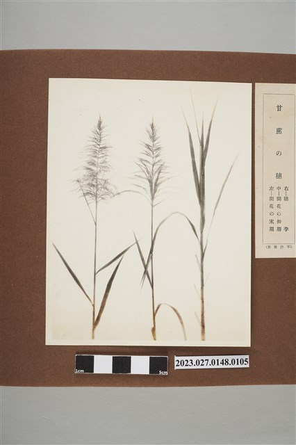 甘蔗花穗 (共1張)