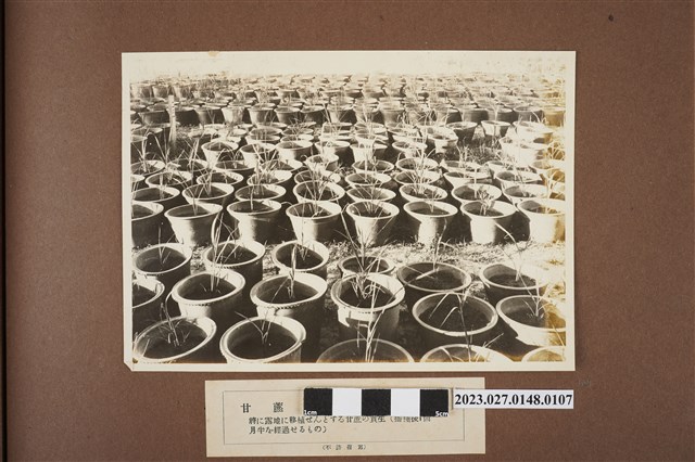 甘蔗實生育成（2） (共1張)