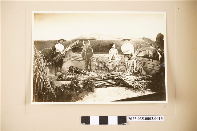 臺灣甘蔗栽培狀況 (共2張)