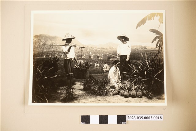 臺灣鳳梨栽培狀況 (共2張)