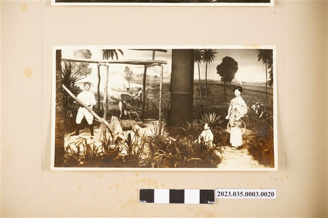 南洋群島日本移民開拓狀況 (共2張)