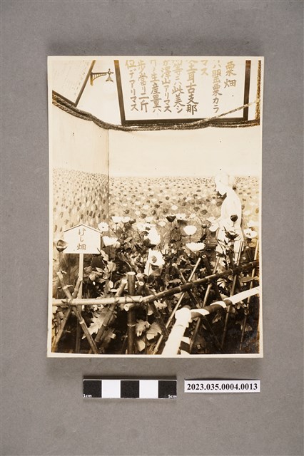 臺灣總督府專賣局花蓮港支局長笹川貫治相簿照片13 (共2張)