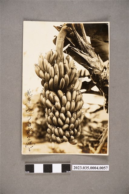 臺灣總督府專賣局花蓮港支局長笹川貫治相簿照片57 (共2張)