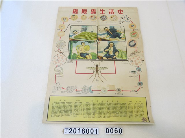 瘧原蟲生活史掛圖 (共1張)