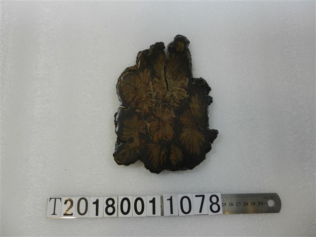 菊花木擺飾品 (共1張)