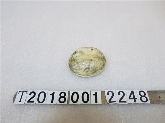 貝殼製紀念幣 (共2張)