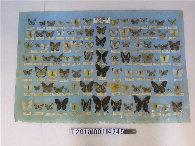 臺灣蝴蝶圖鑑桌墊 (共1張)
