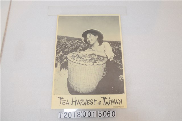 臺茶收成海報 (共1張)