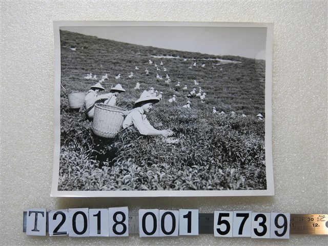 採茶女採茶照片 (共1張)