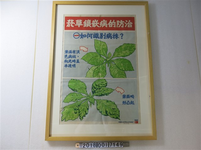中國農村復興聯合委員會編印菸草鑲嵌病防治宣導海報 (共1張)